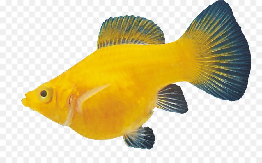 Pez Amarillo，Acuático PNG