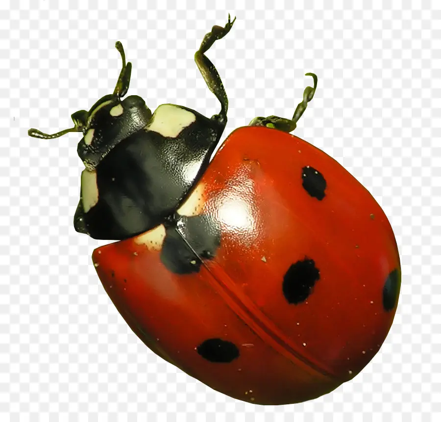 Escarabajo，Mariquita PNG