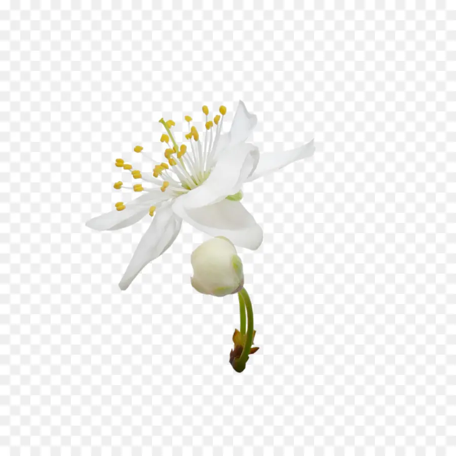 Flor Blanca，Florecer PNG