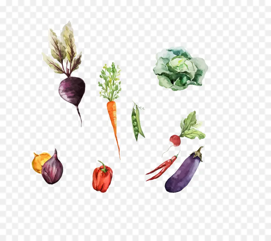 Vegetal，Pintura A La Acuarela PNG