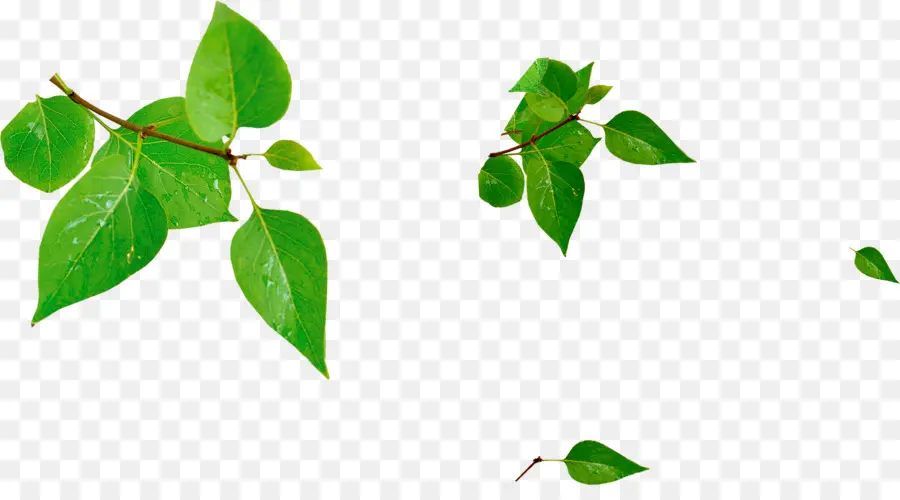 Verde，Hoja PNG