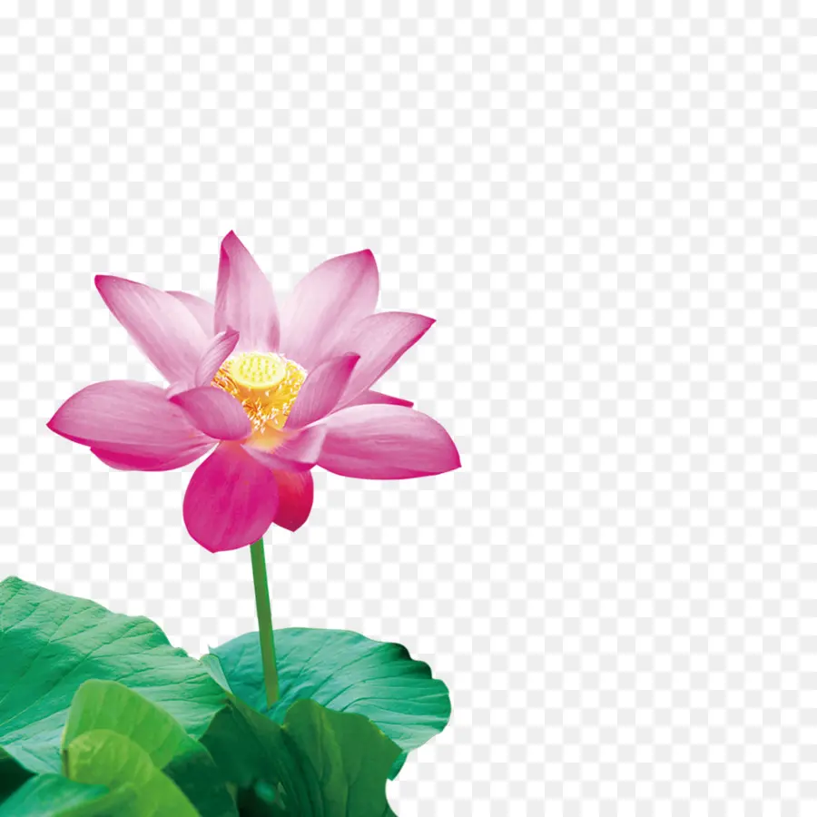 Flor De Loto，Rojo PNG