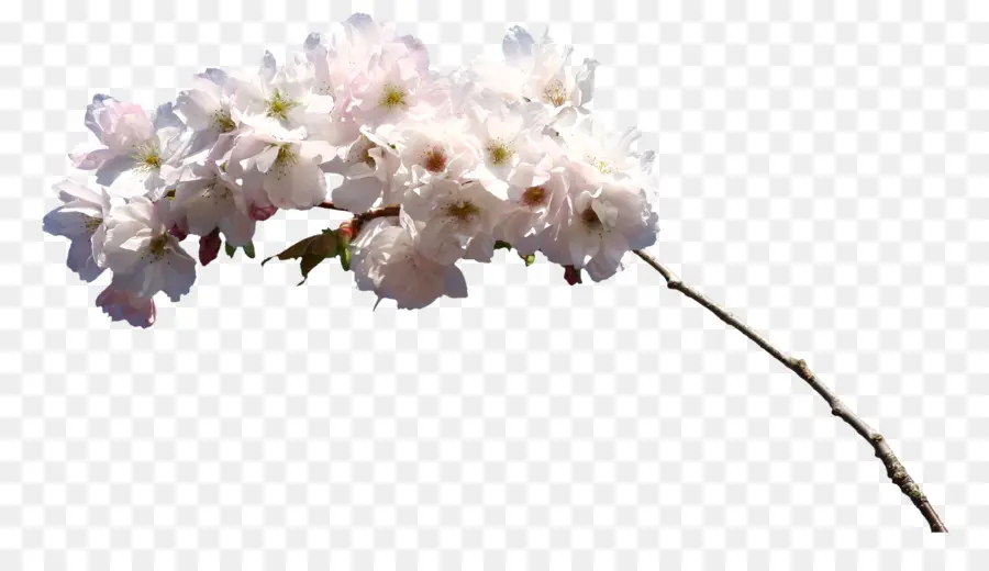 Flor，Blanco PNG