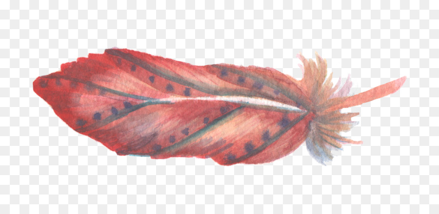 Pluma Roja，Pájaro PNG