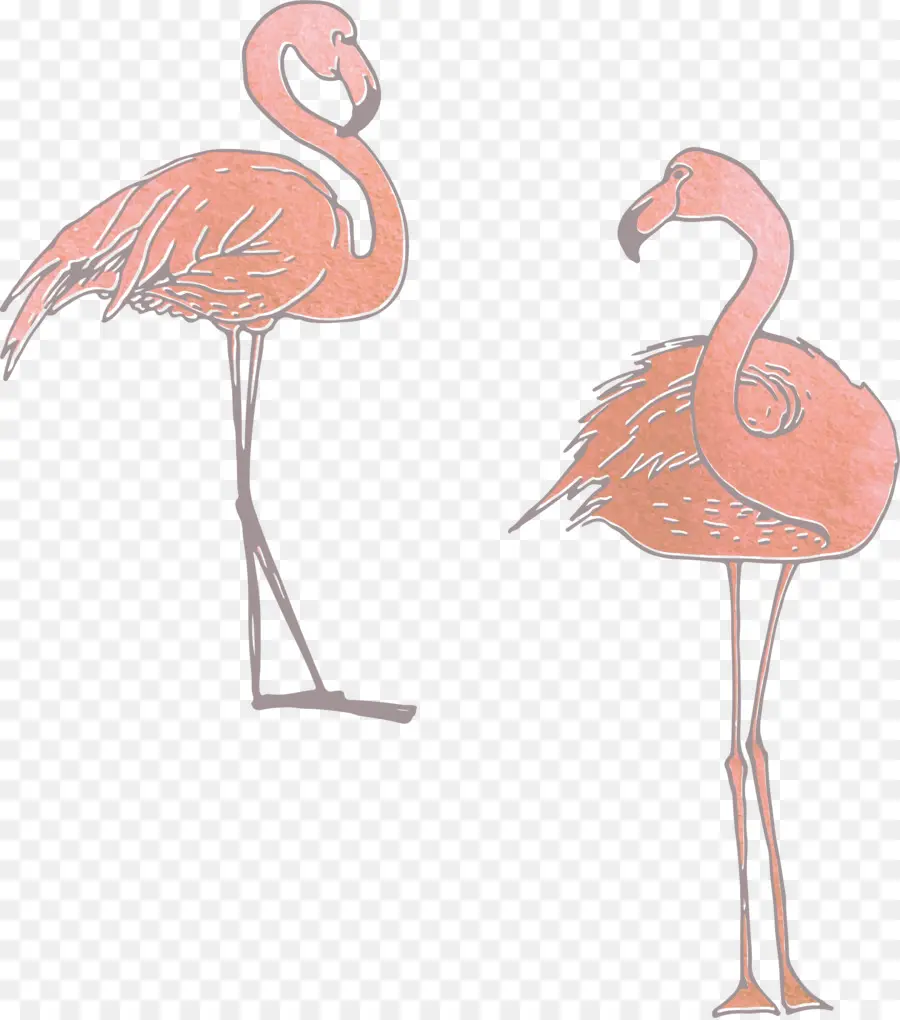 Los Flamencos，Adobe Illustrator PNG