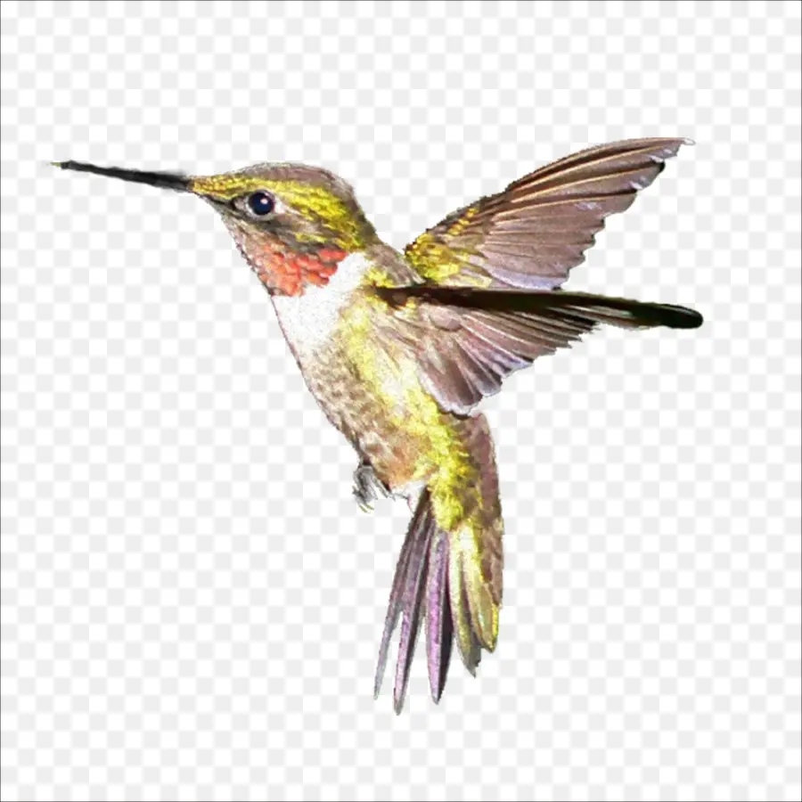 Colibrí，Vuelo PNG