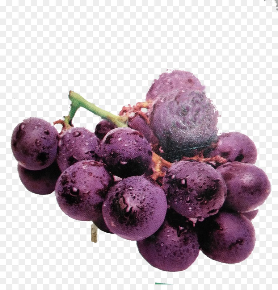 Uvas Moradas，Enredadera PNG