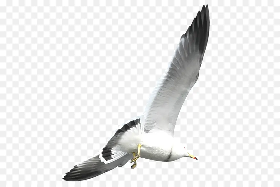 Europea De La Gaviota，Vuelo PNG