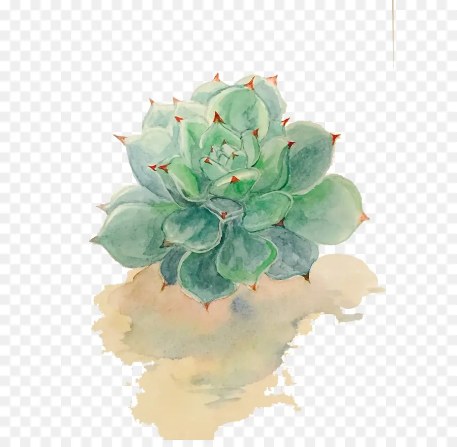 Planta Suculenta，Pintura A La Acuarela PNG