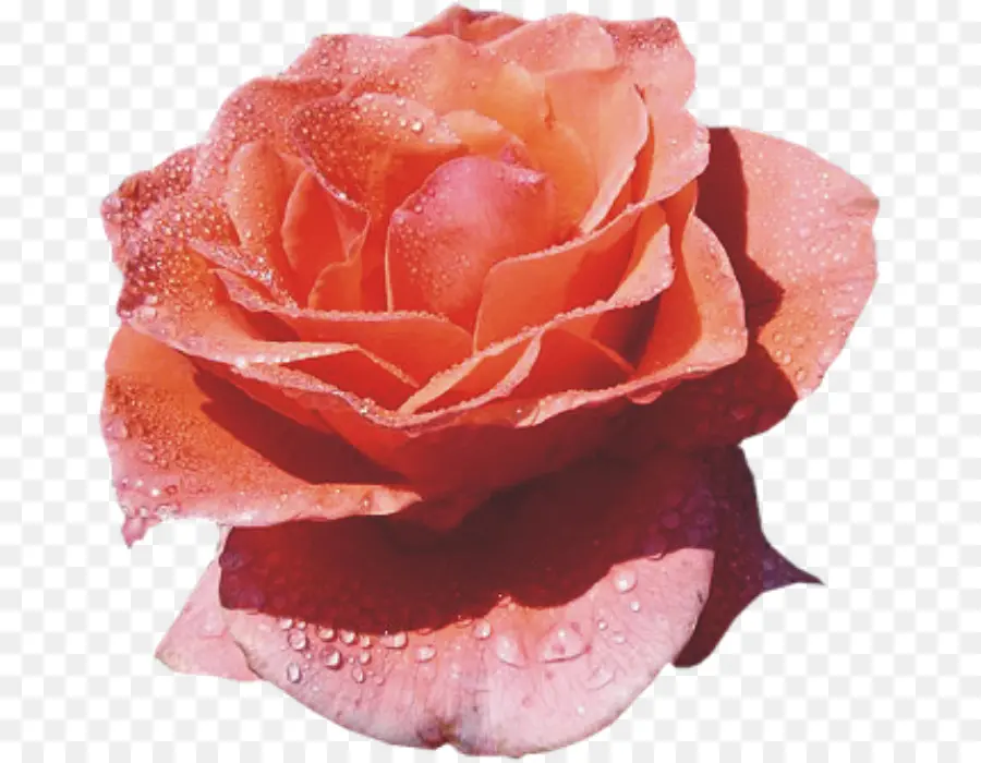 Las Rosas De Jardín，Rosas Centifolia PNG