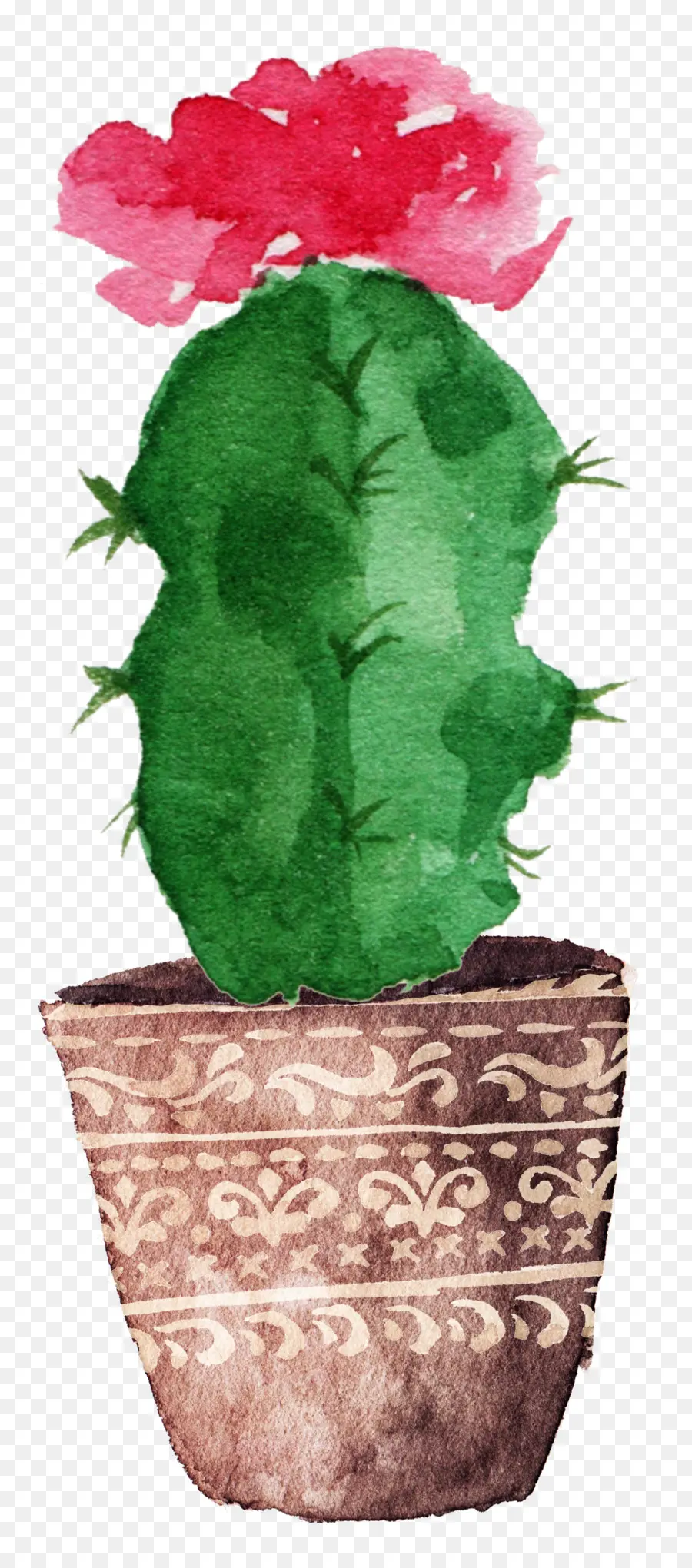 Cactaceae，Pintura PNG