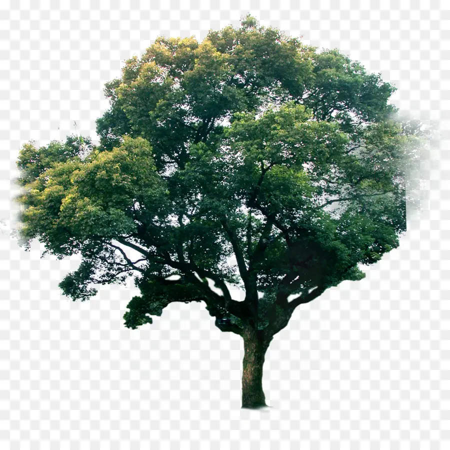 Xc1rboles De Jardxedn，árbol PNG