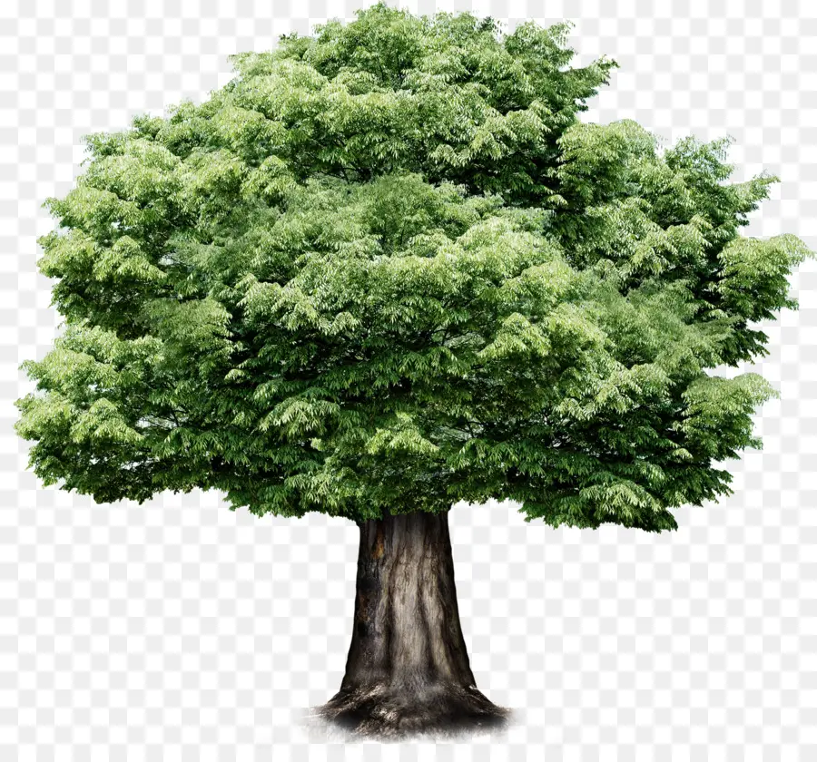 árbol，Cuadro PNG