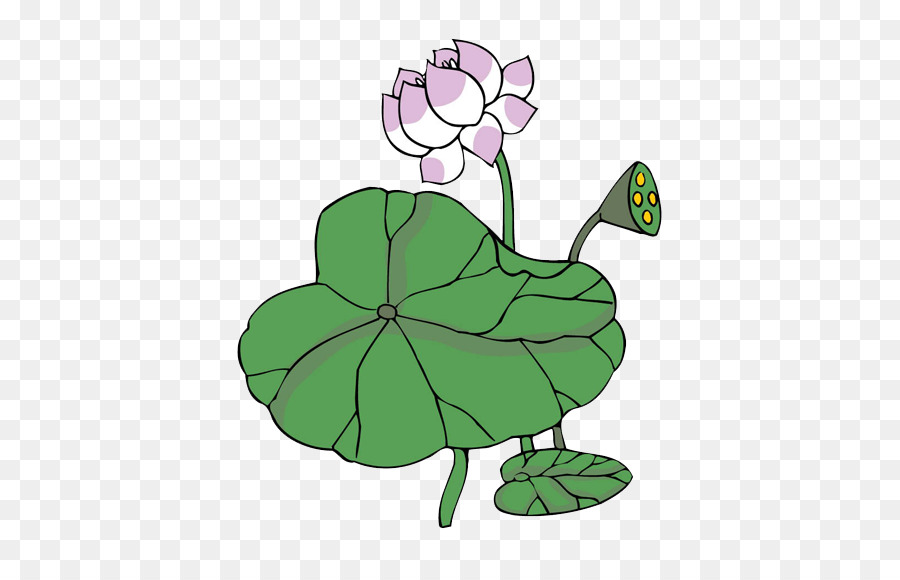 Pintura，Nelumbo Nucifera PNG