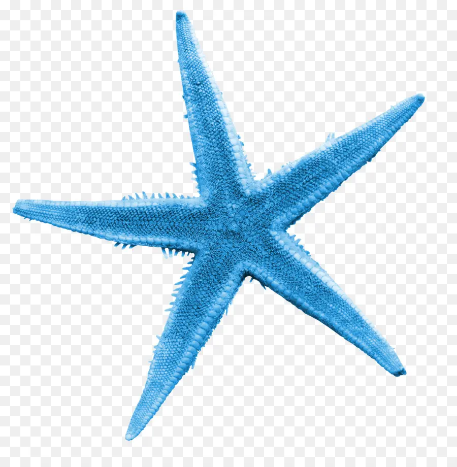 Estrella De Mar，Mar PNG