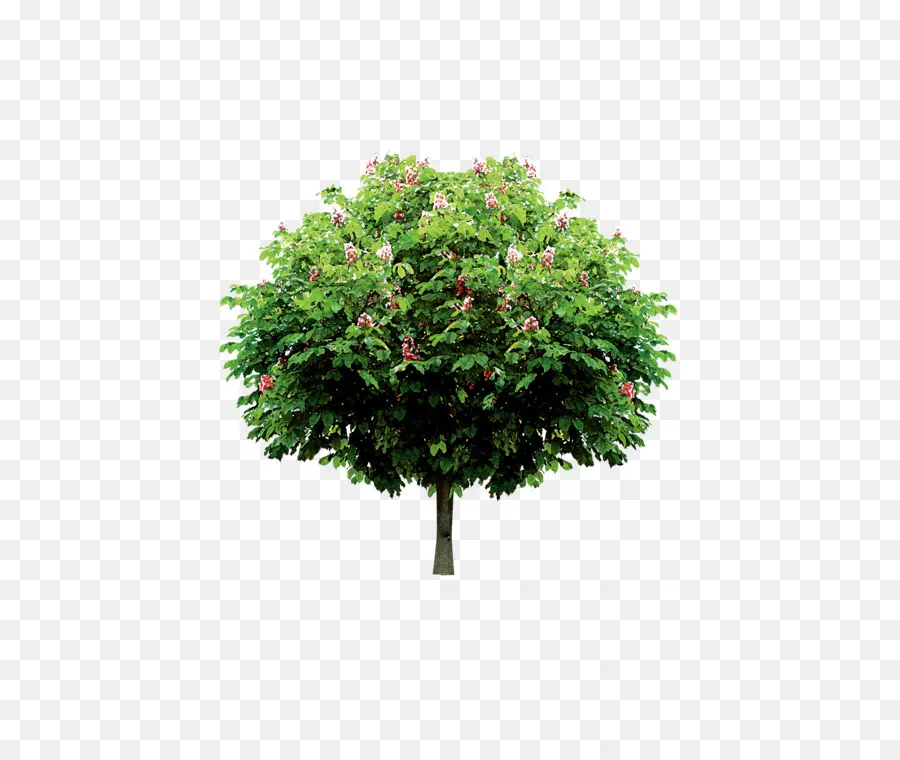 Árbol，Hojas PNG