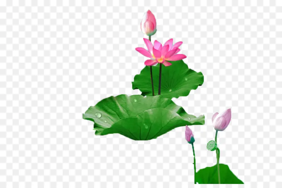 Flores De Loto，Agua PNG