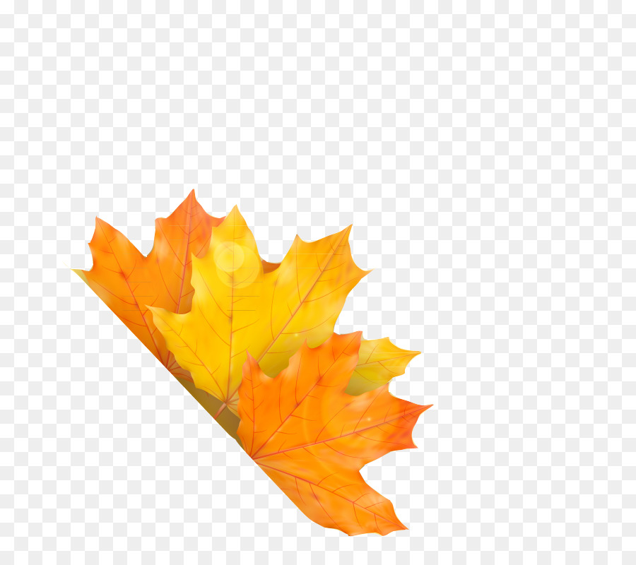 Hojas De Otoño，Caer PNG