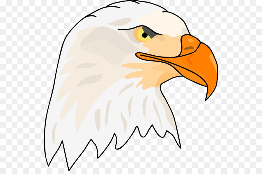 águila Calva，Hawk PNG