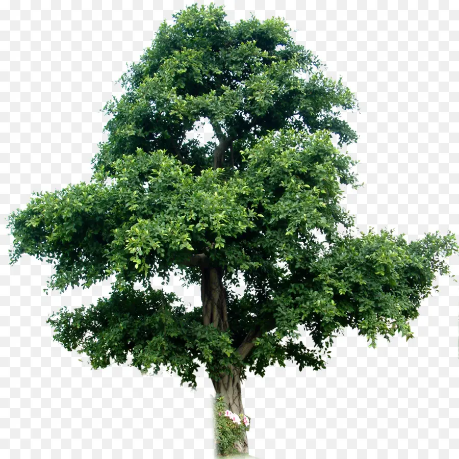 Árbol Bonsái，Hojas PNG