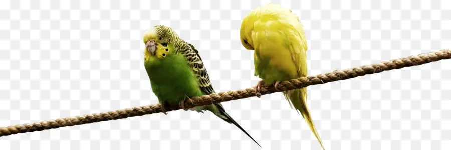 Loros，Loro Verde PNG