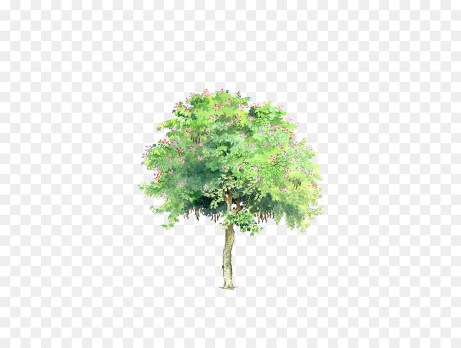 Pino Piñonero，árbol PNG