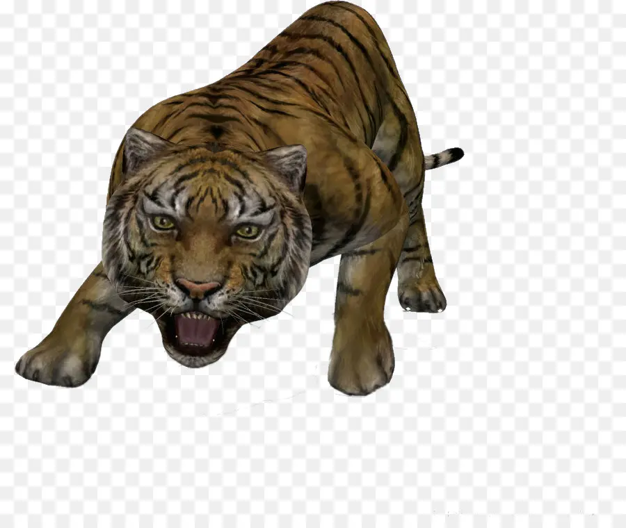 Tigre，3d Computer Graphics PNG