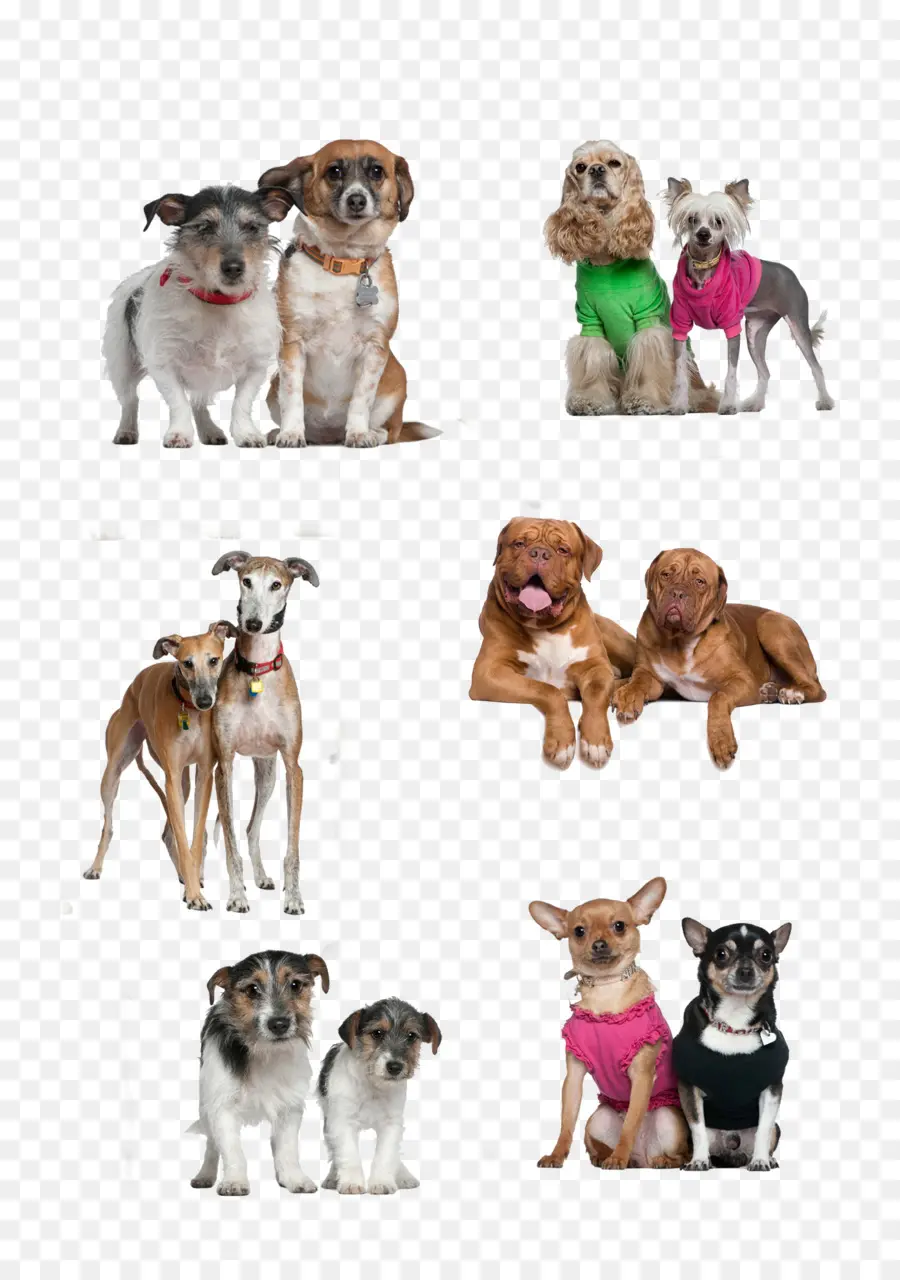 Perros，Mascotas PNG