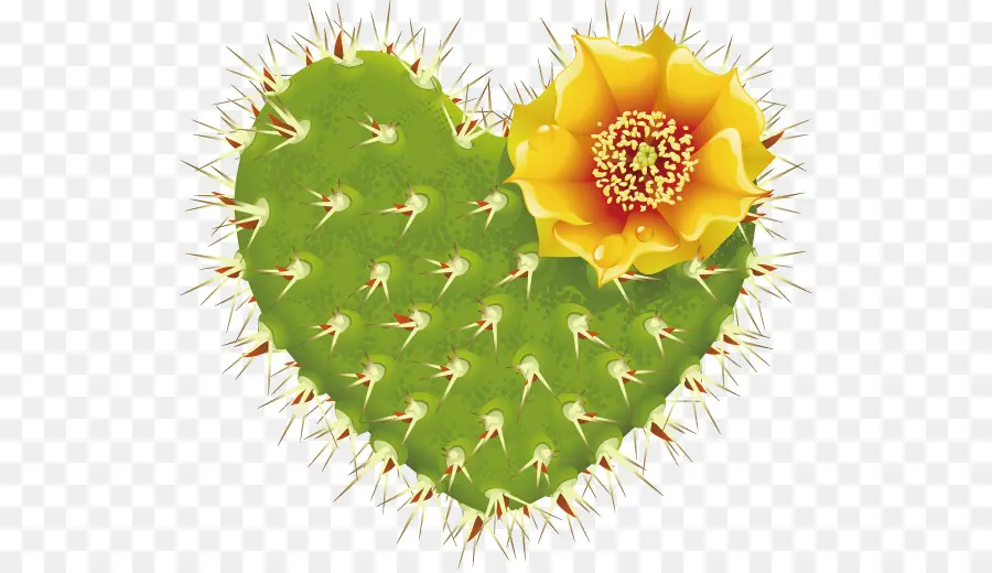 Cactus En Forma De Corazón，Flor PNG