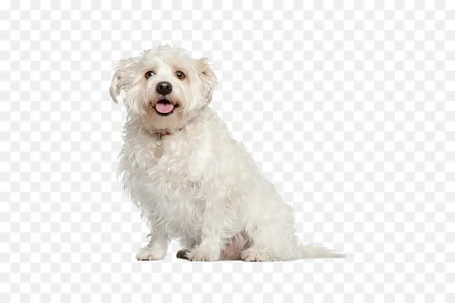 Maltés Perro，Caniche PNG