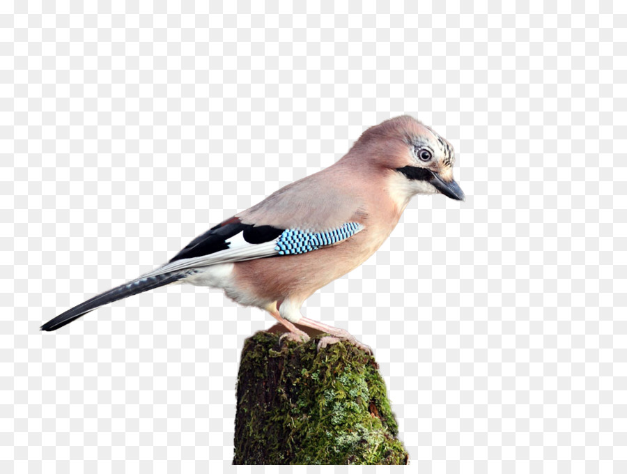 Pájaro，Encaramado PNG