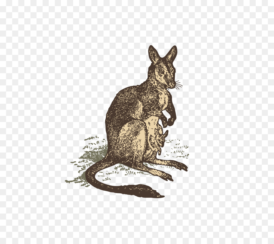 Nacionales De Conejo，Canguro PNG