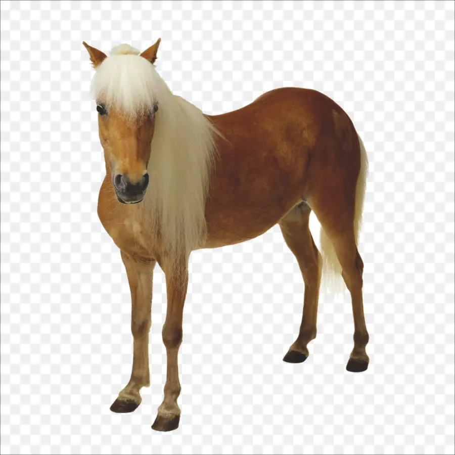 Caballo，Contador Público PNG