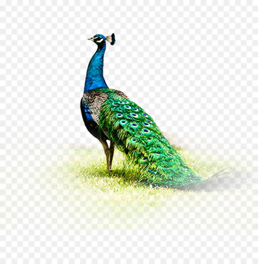 Pavo Real，Alojamiento Atractivo PNG