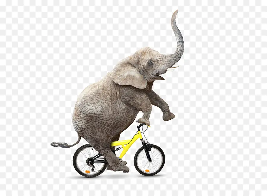 Elefante En Bicicleta，Bicicleta PNG