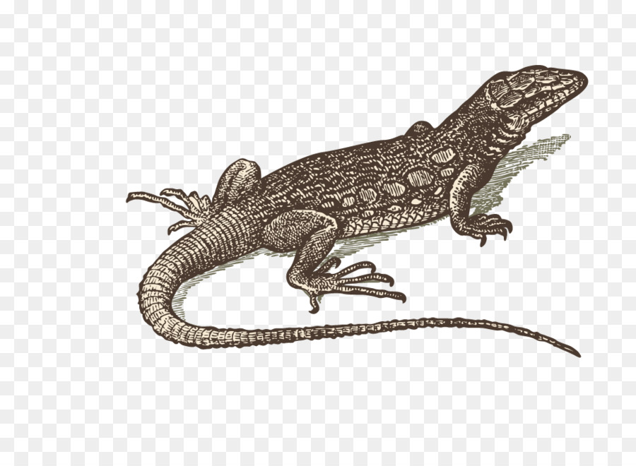 Lagarto，Reptiles PNG