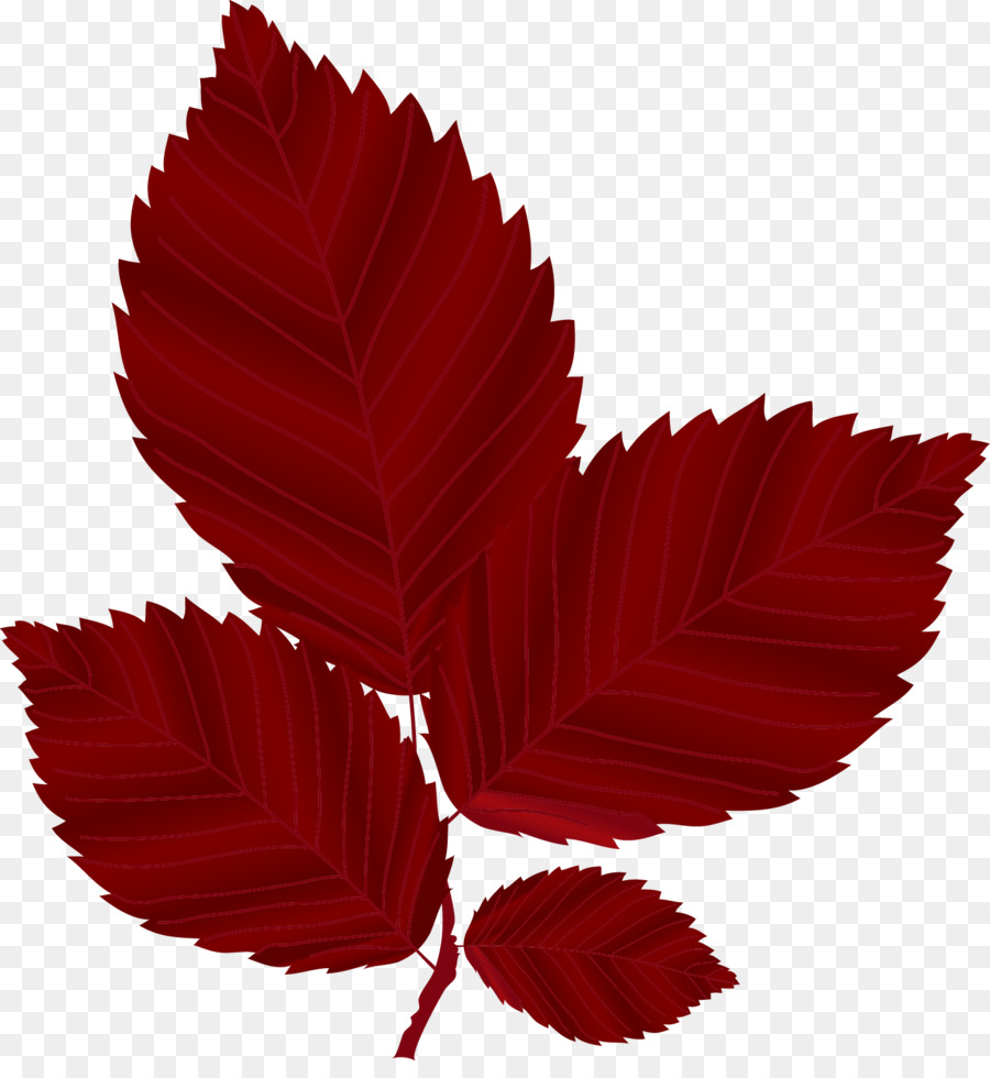 Rojo，Hoja PNG