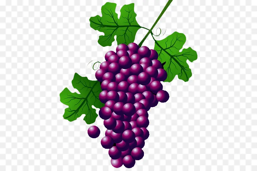 Vino，Común De La Uva De La Vid PNG