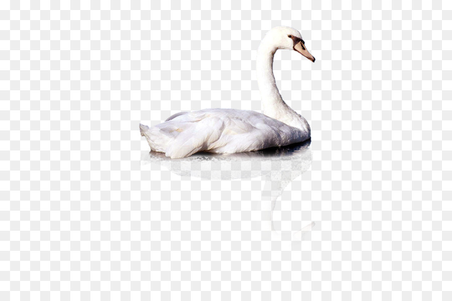 Cygnini，Pato PNG