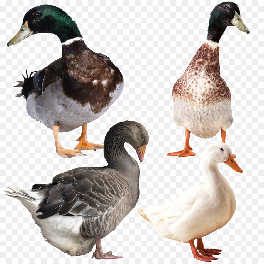 Patos Y Gansos，Aves Acuáticas PNG