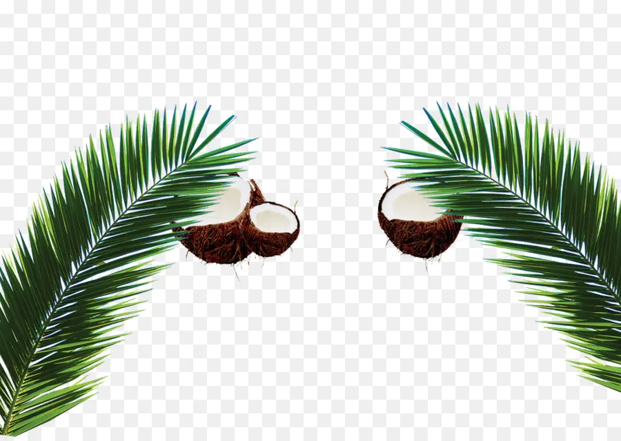 Hojas De Coco Y Palma，Coco PNG