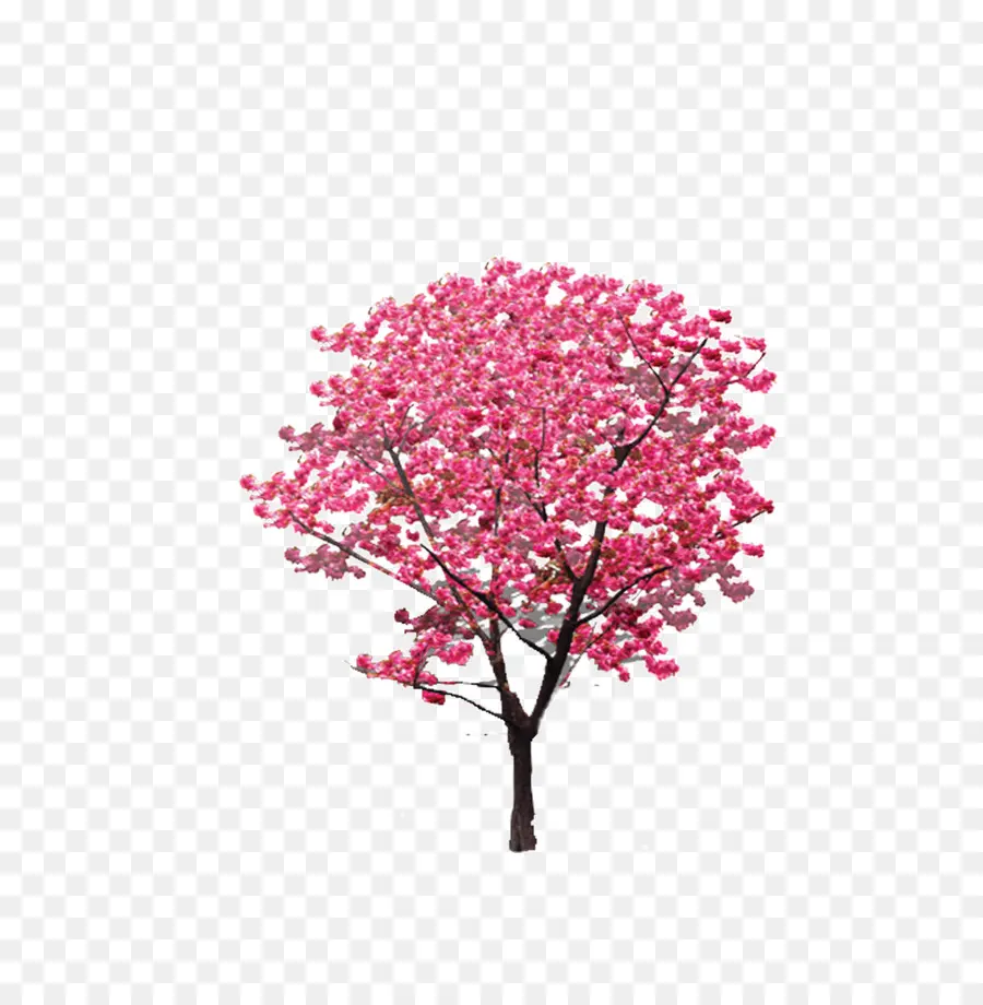 Árbol De Flores Rosadas，Florecer PNG