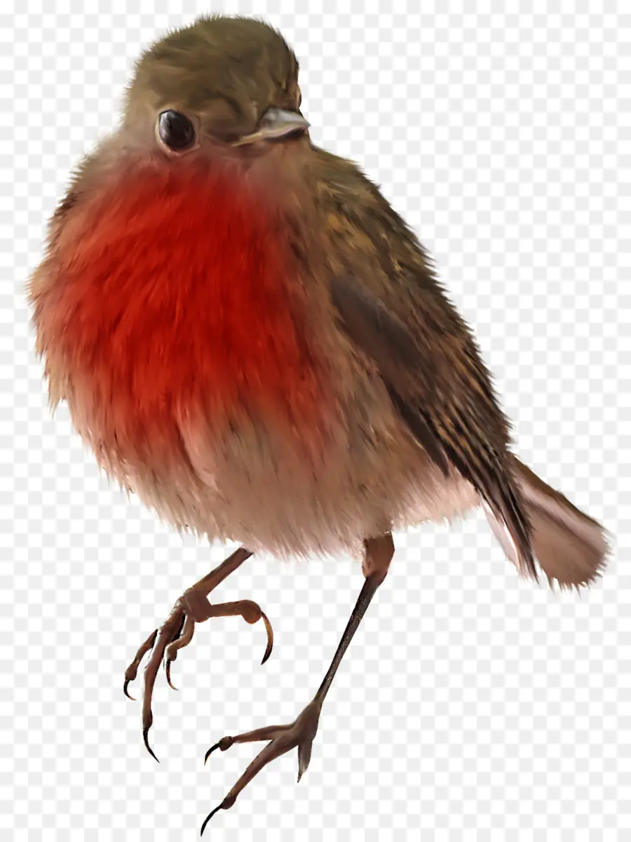 Pájaro，Búho PNG