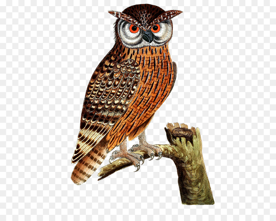 Búho，Eurasia Eagleowl PNG