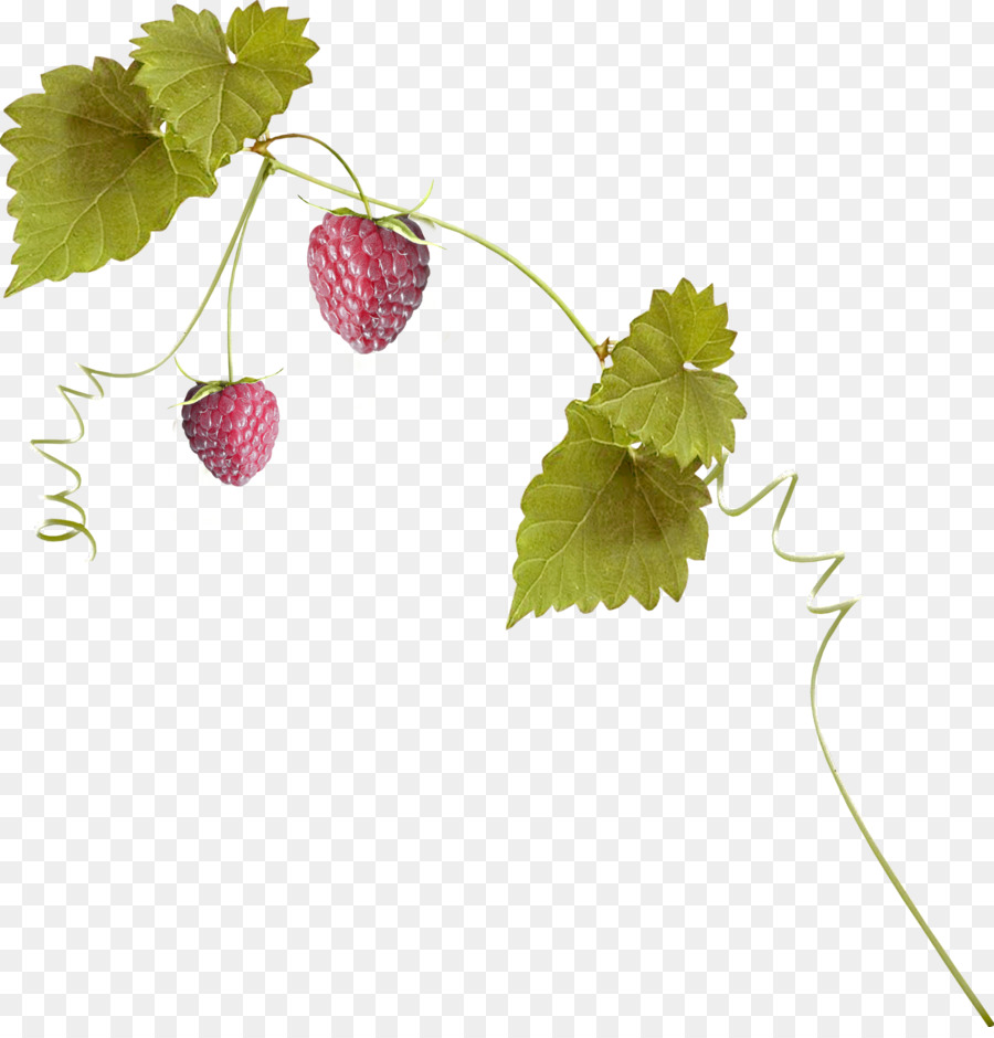 Fresas En Vid，Hojas Verdes PNG