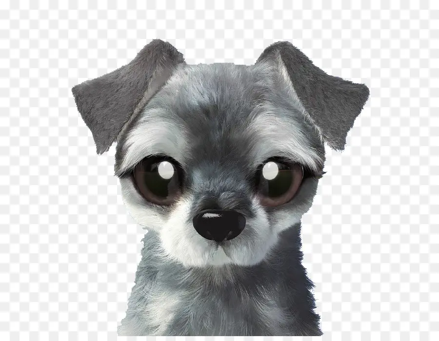 Chihuahua，Chiengris PNG