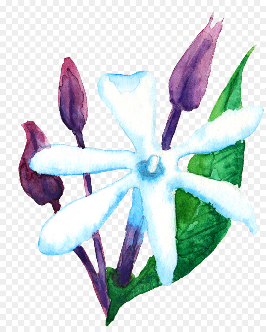 Flor，Blanco PNG