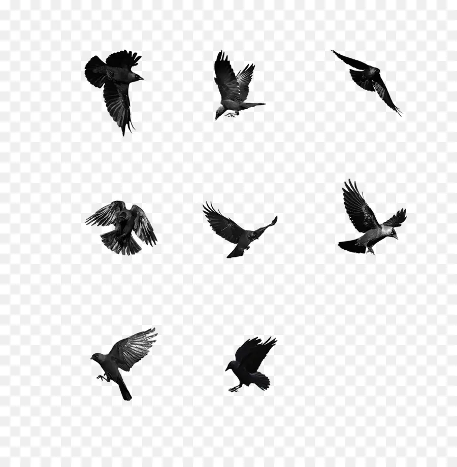 Pájaros Volando，Cuervos PNG