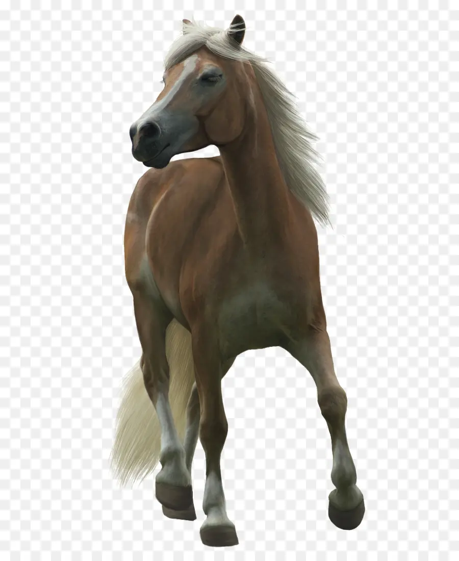 Haflinger，Pony Shetland PNG