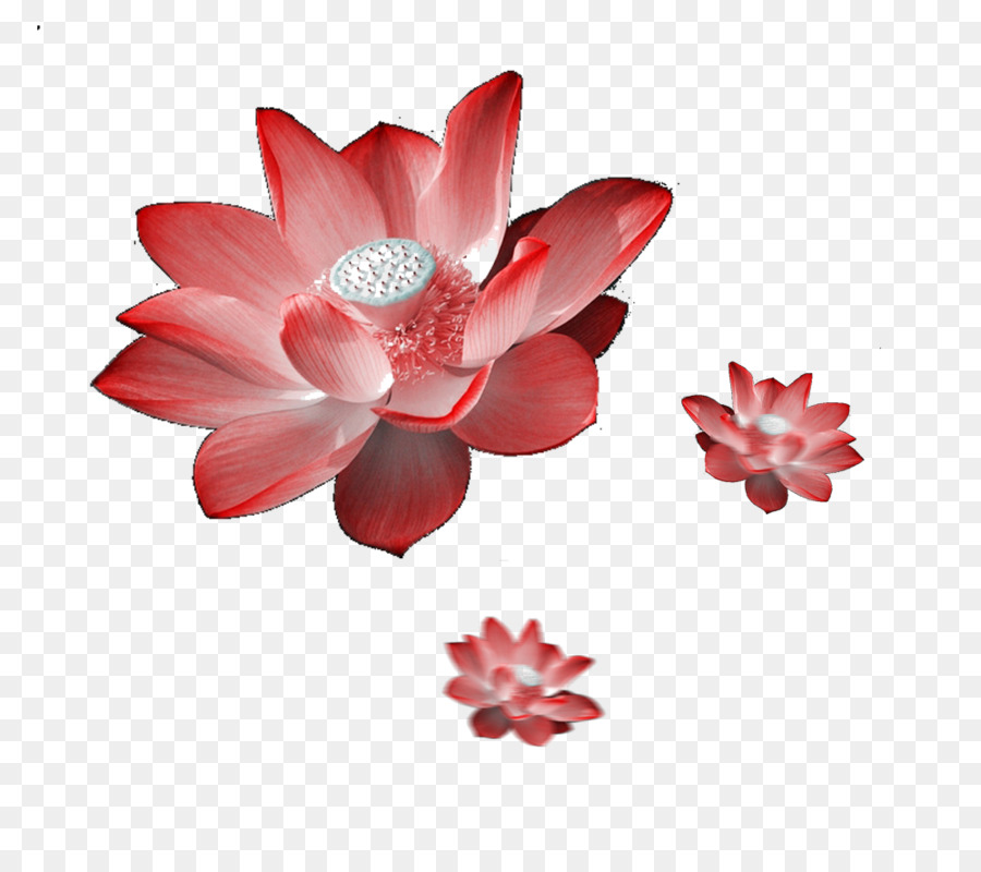 Nelumbo Nucifera，Rojo PNG